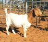 1X BOERBOK OOI/EWE WITSAND BOERDERY - STOET/STUD - 2