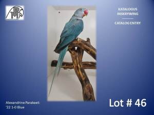 1-0 '22 Alexandrine Parakeet: Blue - Hugo Niebuhr