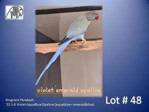 1-0 '22 Ringneck Parakeet: Violet AquaBlue Opaline (aquablue = emeraldblue) - Doep Bruwer