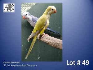 1-1 '22 Quaker Parakeet: Slaty Blue x Slaty Cinnamon - Fanie Klopper