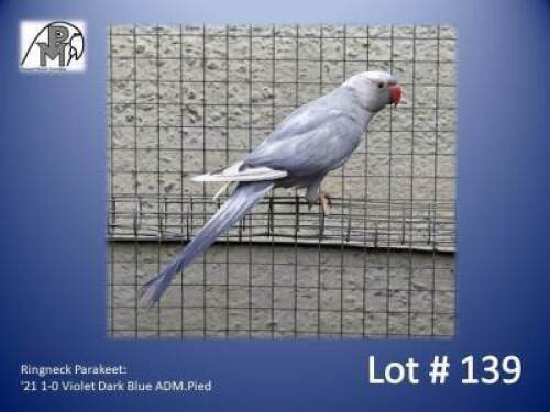 1-0 '21 Ringneck Parakeet: Violet Dark Blue ADM.Pied - Jaco Rossouw