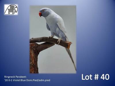 0-1 '20 Ringneck Parakeet: Violet Blue Dom.Pied/adm.pied - Herbst & Seuns Voëlboerdery