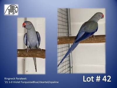 1-0 '21 Ringneck Parakeet: Violet TurquoiseBlue/cleartail/opaline - Birdshaven