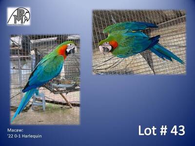 0-1 '22 Macaw: Harlequin - Birdshaven