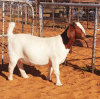 1X BOERBOK OOI/EWE WITSAND BOERDERY - STOET/STUD - 2