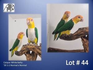 1-1 '20 Caique: White-belly: Normal x Normal - Hugo Niebuhr