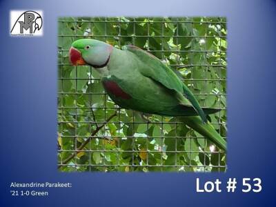 1-0 '21 Alexandrine Parakeet: Green - Marius Kriel