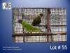 1-1 '21 Plum-headed Parakeet: Green x Greygreen - Jaco Rossouw