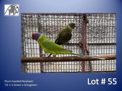 1-1 '21 Plum-headed Parakeet: Green x Greygreen - Jaco Rossouw