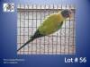 0-1 '20 Plum-headed Parakeet: Opaline - Jaco Rossouw