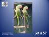 1-1 '22 Alexandrine Parakeet: Green x Green - Jaco Rossouw