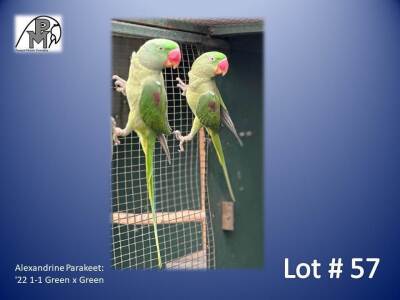 1-1 '22 Alexandrine Parakeet: Green x Green - Jaco Rossouw