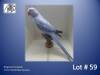 0-1 '21 Ringneck Parakeet: Dark Blue Opaline - Alwyn Nel