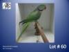 1-0 '20 Alexandrine Parakeet: Green - Alwyn Nel