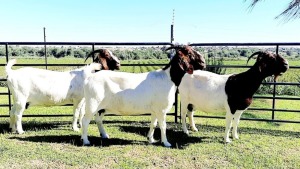 3X BOERBOK OOI/EWE OPPIEDAK BOERDERY - KUDDE/FLOCK