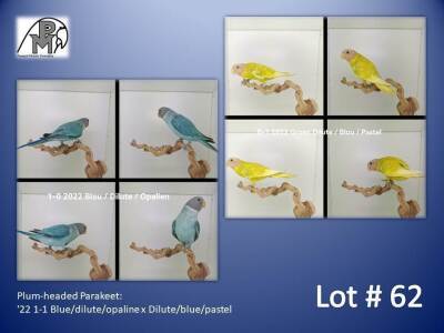 1-1 '22 Plum-headed Parakeet: Blue/dilute/opaline x Dilute/blue/pastel - Chris Jacobs