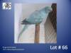 0-1 '22 Ringneck Parakeet: Blue Opaline/cleartail - Thinus Boshoff