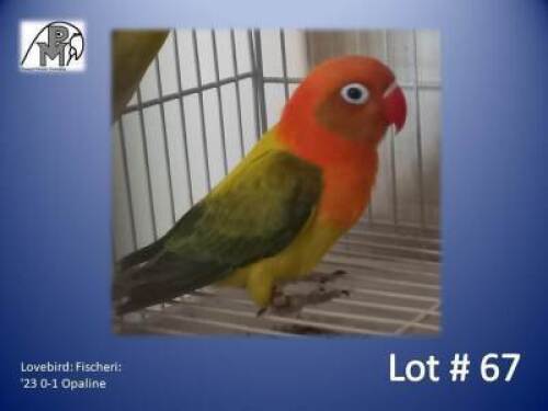 0-1 '23 Lovebird: Fischeri: Opaline - Thinus Boshoff