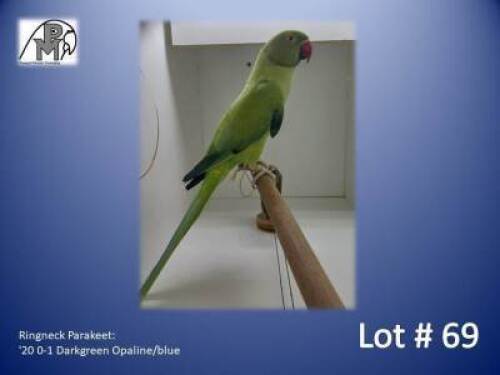 0-1 '20 Ringneck Parakeet: Darkgreen Opaline/blue - Alwyn Nel