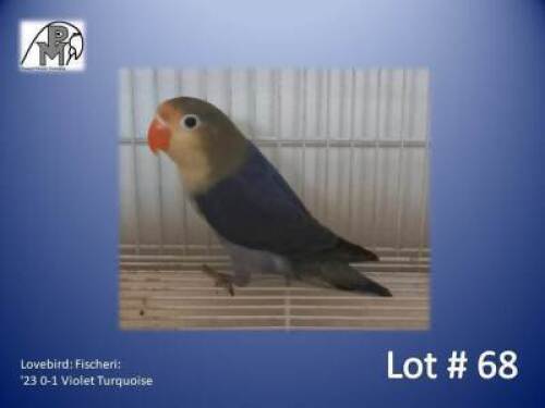 0-1 '23 Lovebird: Fischeri: Violet Turquoise - Thinus Boshoff