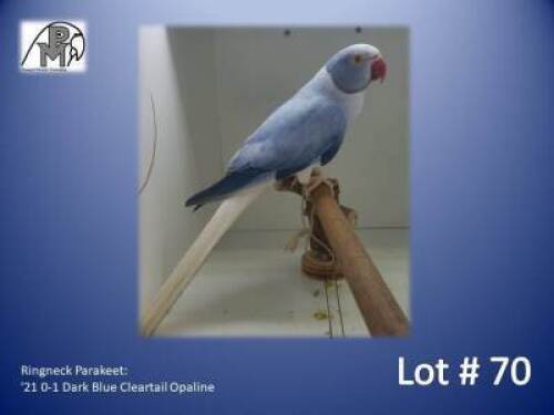 0-1 '21 Ringneck Parakeet: Dark Blue Cleartail Opaline - Alwyn Nel