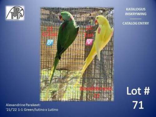 1-1 '21/'22 Alexandrine Parakeet: Green/lutino x Lutino - Lee Naidoo