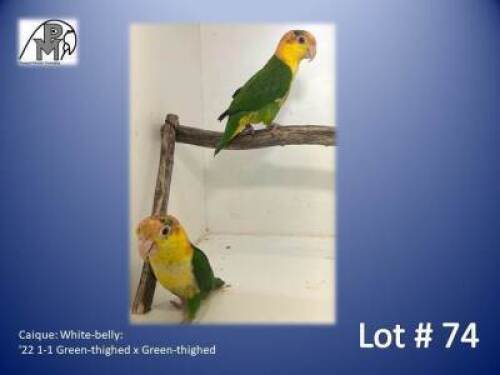 1-1 '22 Caique: White-belly: Green-thighed x Green-thighed - Piet Jacobs