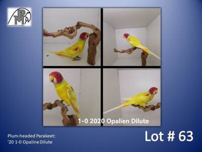 1-0 '20 Plum-headed Parakeet: Opaline Dilute - Chris Jacobs