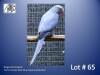 0-1 '22 Ringneck Parakeet: Violet Dark Blue Opaline/cleartail - Anthony McGeer