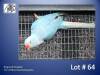 1-0 '22 Ringneck Parakeet: Blue Cleartail/opaline - Anthony McGeer