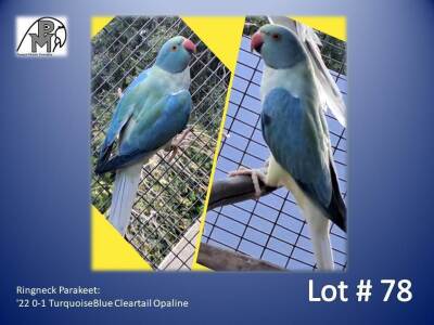 0-1 '22 Ringneck Parakeet: TurquoiseBlue Cleartail Opaline - Awie Slabbert