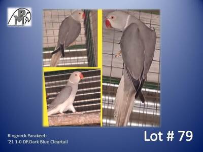 1-0 '21 Ringneck Parakeet: DF.Dark Blue Cleartail - Louis Laas