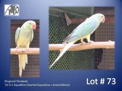 0-1 '22 Ringneck Parakeet: AquaBlue Cleartail (aquablue = emeraldblue) - Roger Frewen