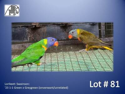 1-1 '23 Lorikeet: Swainson: Green x Greygreen (onverwant/unrelated) - Fanie Klopper