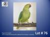 0-1 '22 Ringneck Parakeet: Green/blue?aqua/dun-fallow/?nsl.ino (aqua = emerald) - Piet Jacobs