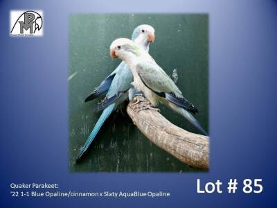 1-1 '22 Quaker Parakeet: Blue Opaline/cinnamon x Slaty AquaBlue Opaline - Fanie Klopper