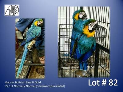 1-1 '22 Macaw: Bolivian Blue & Gold: Normal x Normal (onverwant/unrelated) - Fanie Klopper