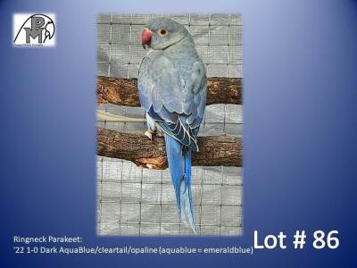 1-0 '22 Ringneck Parakeet: Dark AquaBlue/cleartail/opaline (aquablue = emeraldblue) - Trevor Scrooby