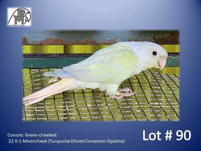 0-1 '22 Conure: Green-cheeked: Mooncheek (Turquoise Dilute Cinnamon-Opaline) - Mike Riley