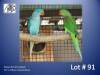 1-1 '22 Alexandrine Parakeet: Blue x Green/blue - Mike Riley