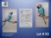 1-0 '20 Plum-headed Parakeet: Blue Opaline - Chris Jacobs