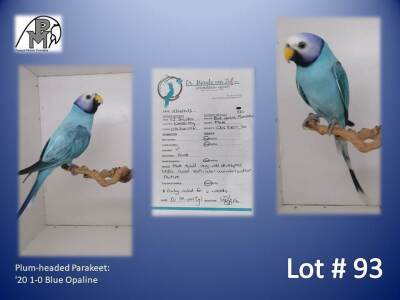 1-0 '20 Plum-headed Parakeet: Blue Opaline - Chris Jacobs