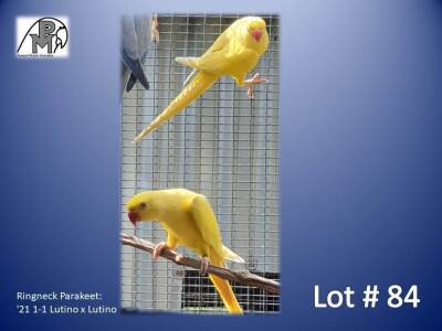 1-1 '21 Ringneck Parakeet: Lutino x Lutino - Willem Pretorius