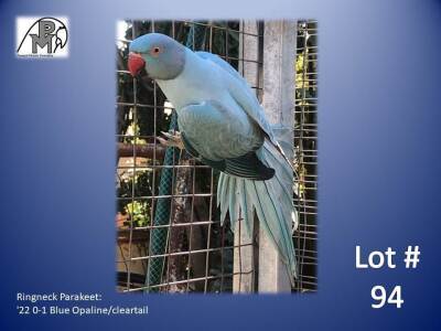 0-1 '22 Ringneck Parakeet: Blue Opaline/cleartail - Gerhard Minnie