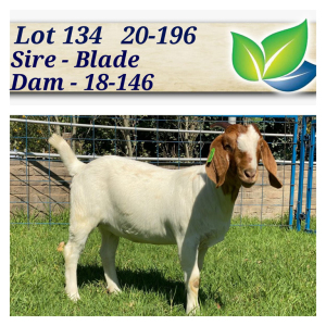 1X BOERBOK OOI/EWE KARSTEN BOERDERY - POTENSIELE STOET/POTENTIAL STUD