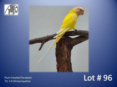 1-0 '21 Plum-headed Parakeet: Dilute/opaline - Herbst & Seuns Voëlboerdery