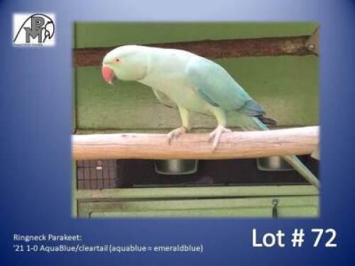 1-0 '21 Ringneck Parakeet: AquaBlue/cleartail (aquablue = emeraldblue) - Roger Frewen