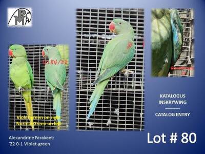 0-1 '22 Alexandrine Parakeet: Violet-green - Lee Naidoo