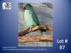 0-1 '22 Ringneck Parakeet: AquaBlue Opaline/cleartail (aquablue = emeraldblue) - Trevor Scrooby