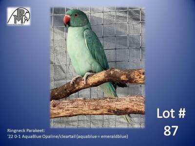 0-1 '22 Ringneck Parakeet: AquaBlue Opaline/cleartail (aquablue = emeraldblue) - Trevor Scrooby